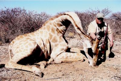 Namibian Smoky Giraffe