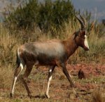 Blesbok