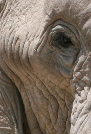 The eye of a giant