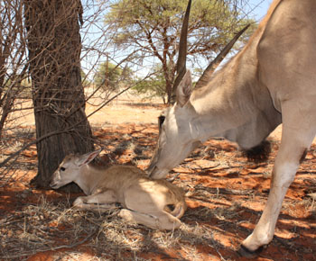 Our tame Eland female with her firstborn calf Eland calf