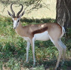 Kalahari Springbok Hunt Namibia