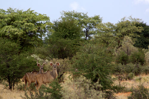 Young Kudu bulls in the Kalahari, Summer 2009 kalahari kudu hunts