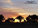 Giraffes in the sunset, Kalahari region of Namibia Kalahari wallpaper Namibia
