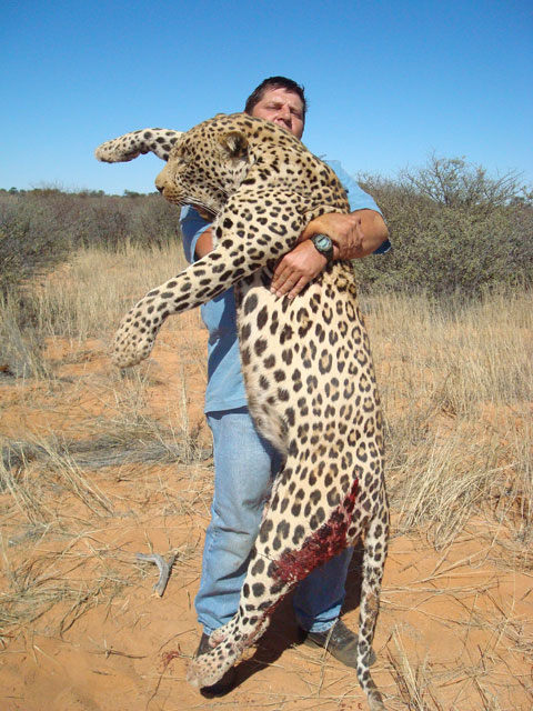 Kalahari Leopard Hunt
