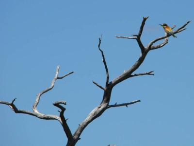 European Bee-eater