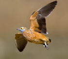 Bird Hunting Namibia