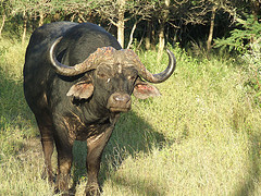 Cape Buffalo