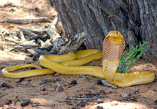 Cape Cobra