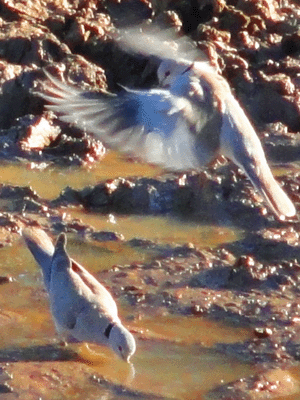 Doves at a waterhole