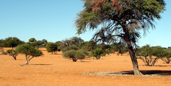 kalahari climate