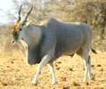 Eland Hunting, Namibia