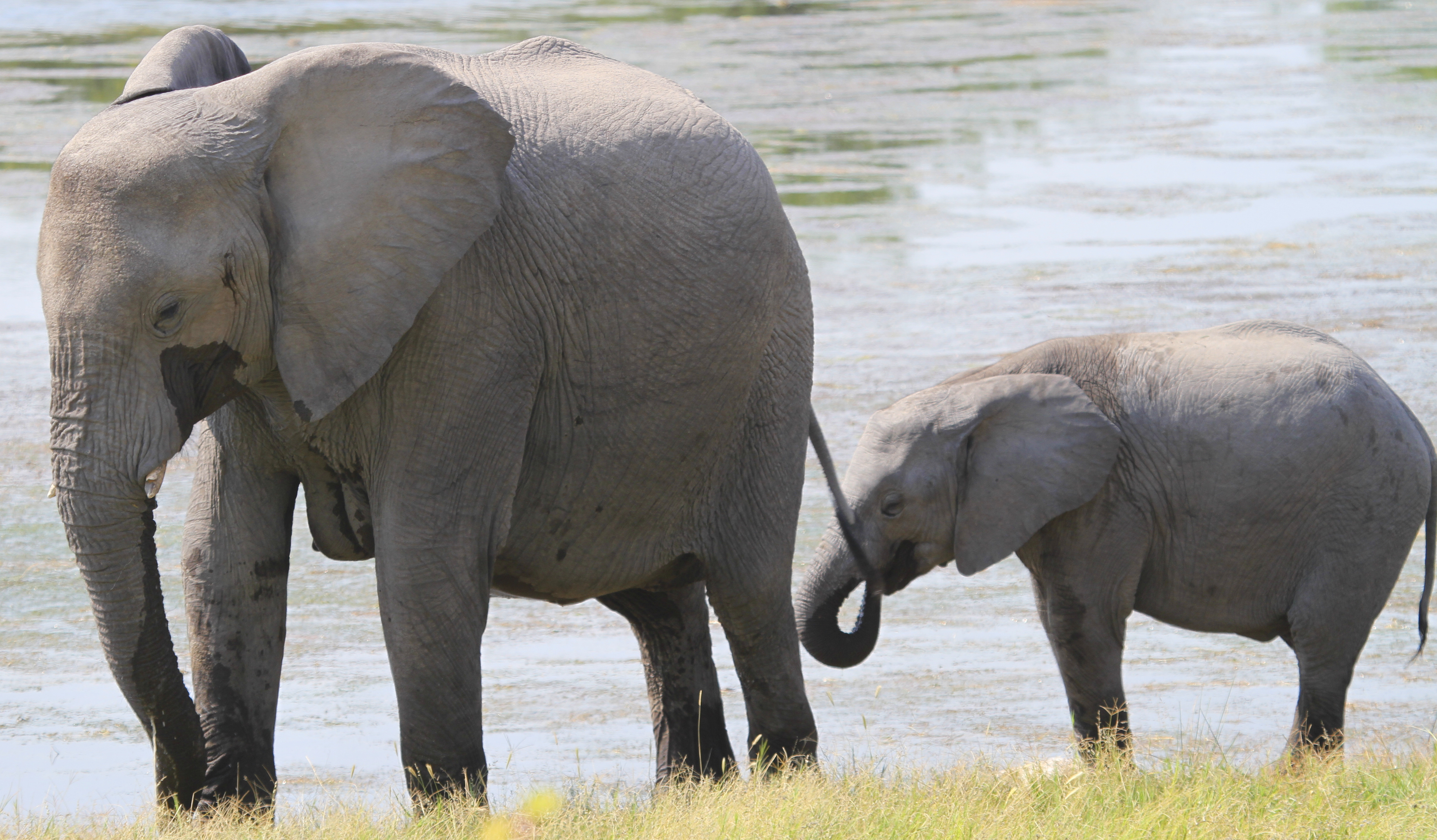 Elephant cow and calf Etosha John 2012