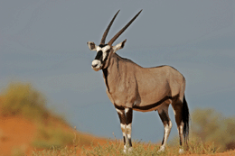 Kalahari Gemsbok