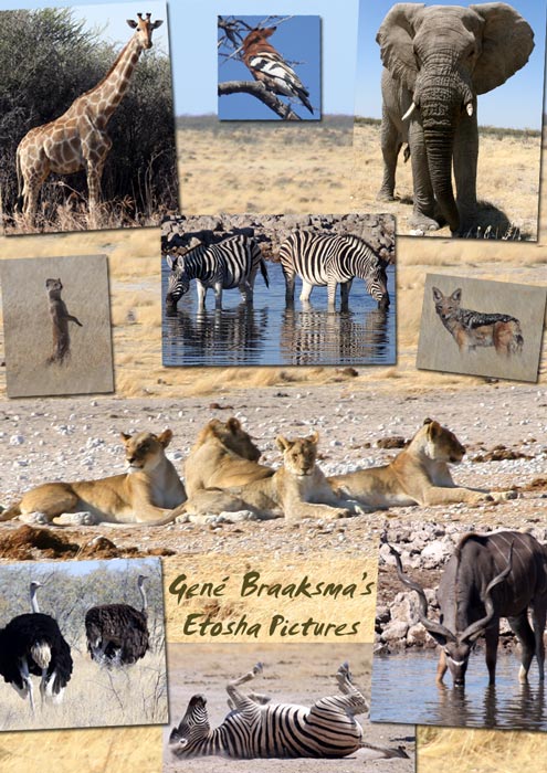 Gené Braaksma took these pictures in Etosha, Namibia