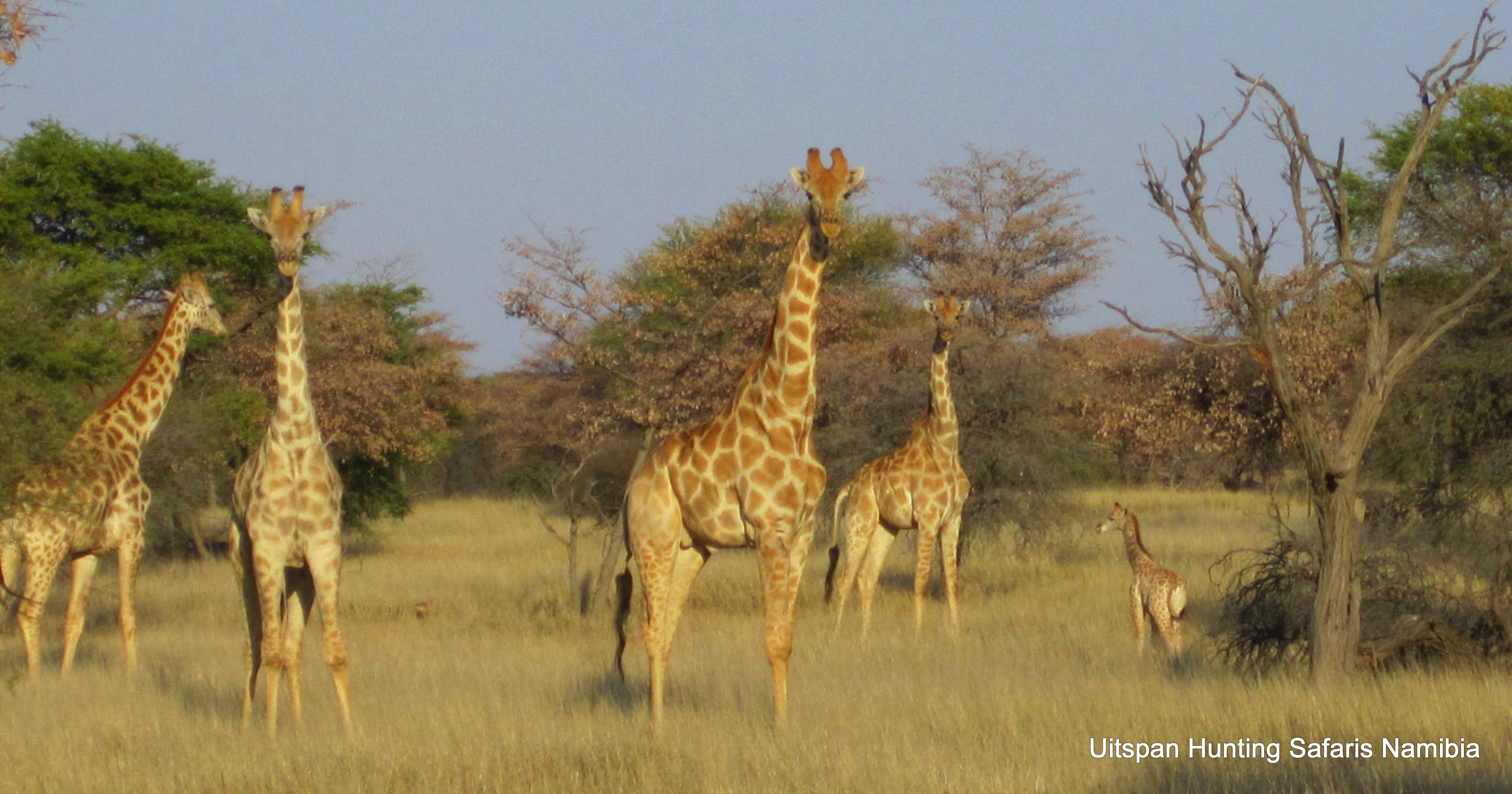 Giraffes Generations in Nature Giraffes Generations in Nature