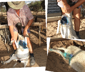 Sheep attacked by Honey Badgers