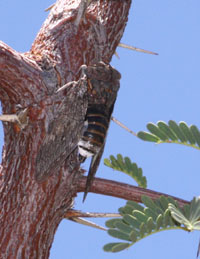 Cicada aka 'Sonbesie' in Afrikaans kalahari cicada, sonbesie
