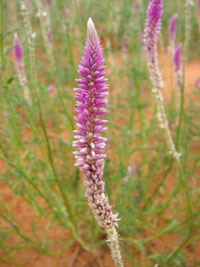 Kalahari Flowers, Katstert