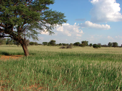 Kalahari Desert in March