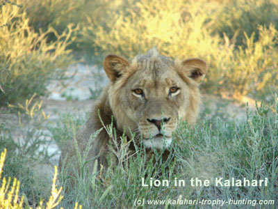 Kalahari Lion