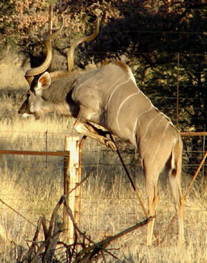 Greater Kudu Antelope