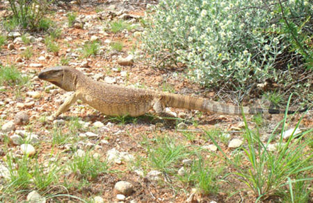 Rock or White-throated Monitor