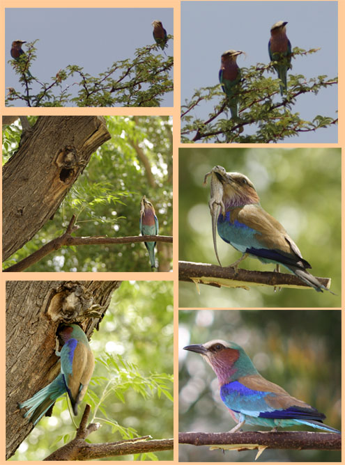 Lilac-breasted Rollers taking care of their young Lilac-breasted Roller