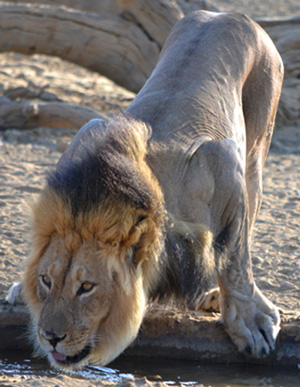 King Lion of Kgalagadi Park, South Africa