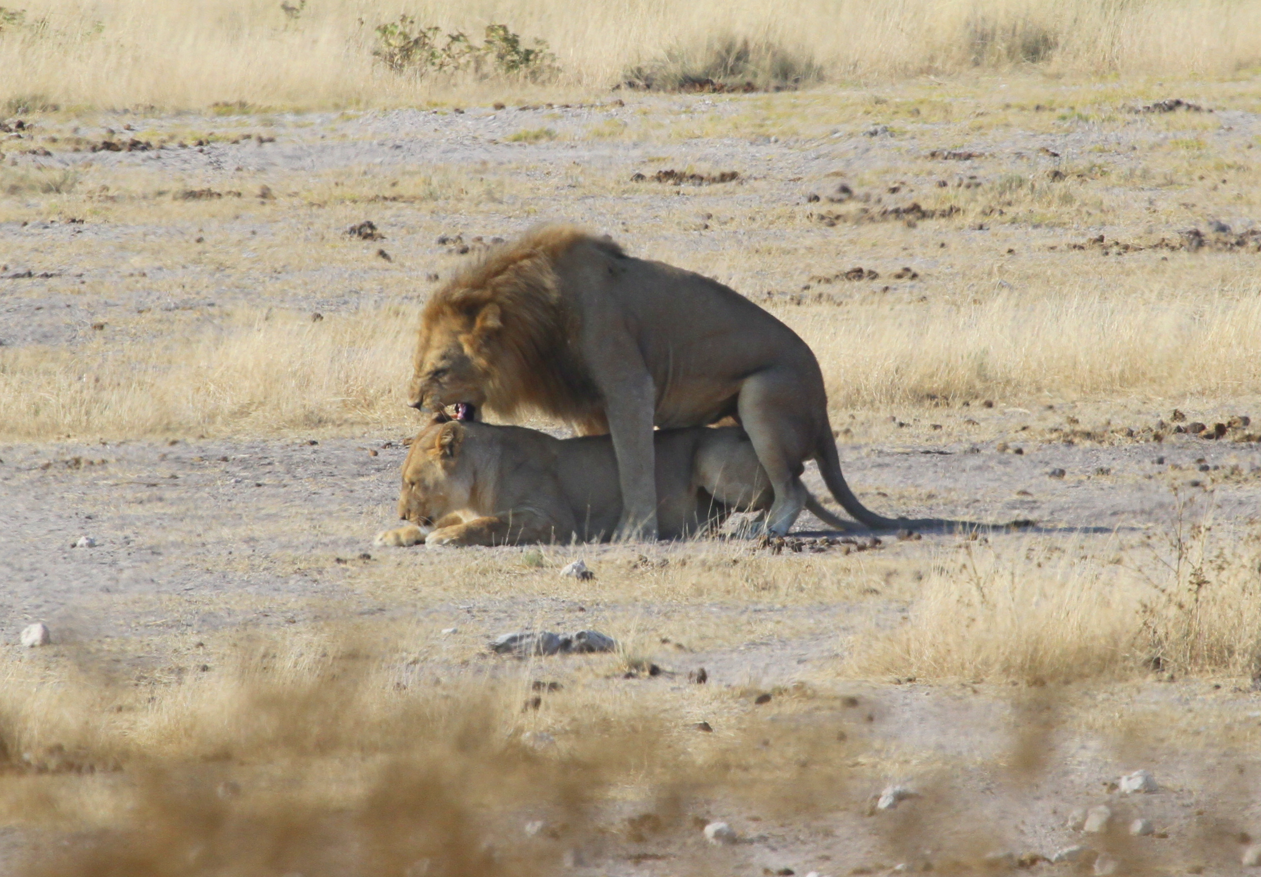 Lions mating Etosha John 2012