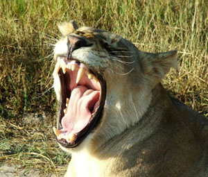 lion yawning,Namibia hunting