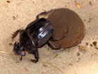 Kalahari Dung Beetle 