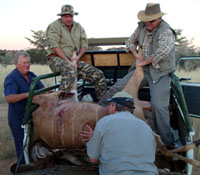 Kalahari biltong hunting