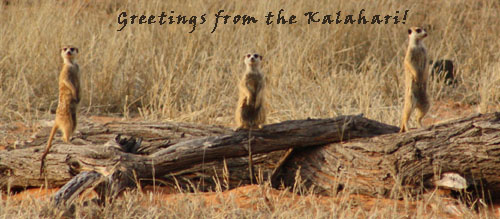 Kalahari meerkats
