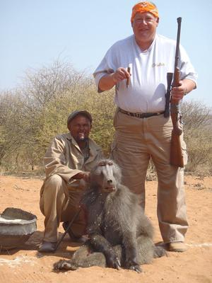 Namibian Baboon