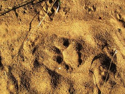 Leopard Track