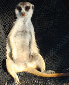 Pregnant Meerkat