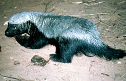 Honey Badger