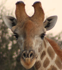 Contact Uitspan Hunting, Namibia