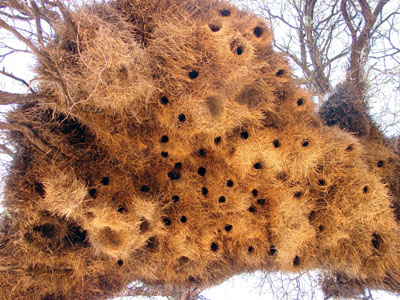 Sociable Weaver's Nest></center><P>

</p><p>
</p><p>Below:  The <b>Rock or White-throated Monitor</b> (<I>