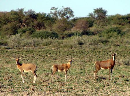 blesbok hunt Namibia