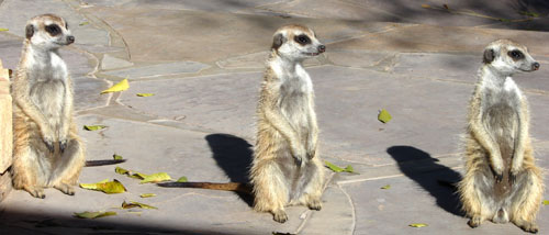 Meerkats in the Kalahari