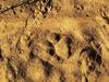 Leopard Track