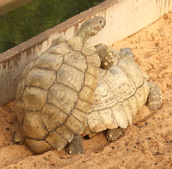 Tortoises mating