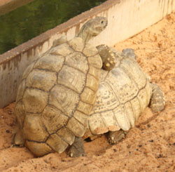 Mating tortoises Tortoises mating