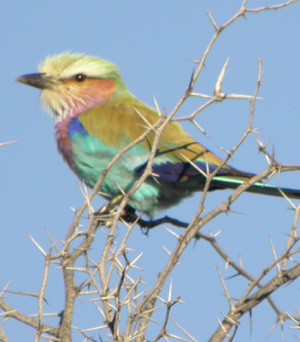 Kalahari's Lilac-breasted roller
