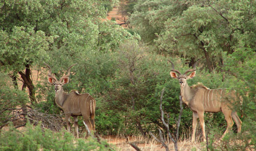 Kudu Hunting Namibia