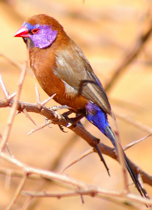 Violet-eared waxbill