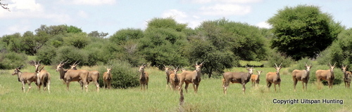 Namibia Hunting Eland