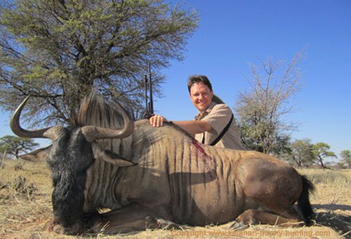 Kalahari Blue Gnu hunt, Namibia