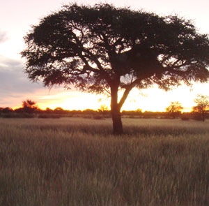 Camel Thorn Tree